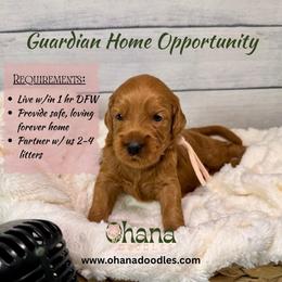 Guardian Home Only - Red  female Goldendoodle puppy in Haltom City, Texas from Ohana Doodles