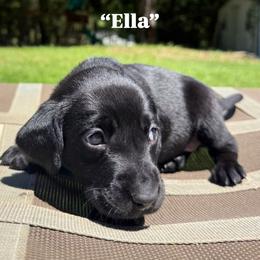 Ella - Black female Labrador Retriever puppy in Abbeville, South Carolina from Long Cane Retrievers LLC