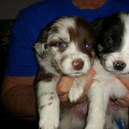 Australian Shepherd Puppies from Sassy Australian Shepherds