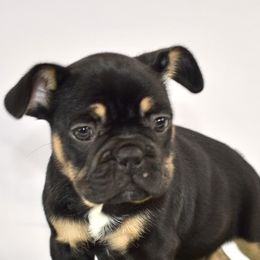 French Bulldogs from Smush Face Kennel Club