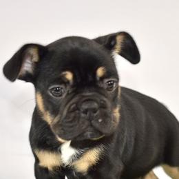 French Bulldogs from Smush Face Kennel Club