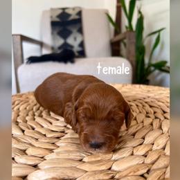 Girl 3 - Red  female Goldendoodle puppy in Glendale, Arizona from Follow Your Bliss Doodles