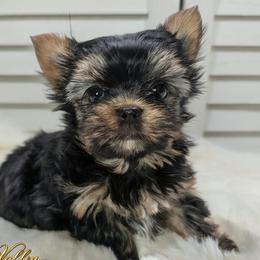 D'Artagnan - Black and gold male Yorkshire Terrier puppy in Austin, Texas from Rhine Valley Yorkies