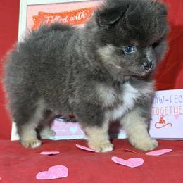 Oscar - Blue and tan male Pomeranian puppy in Scottsburg, Virginia from Summer Set Poms