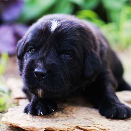 Medusa - Black female Newfoundland puppy in Madison, Wisconsin from Riddle Family Newfoundland