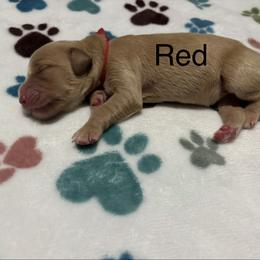 Red - Dark golden female Golden Retriever puppy in Inverness, Florida from Sydney’s Goldens