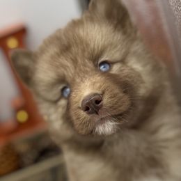 Tova - Brown and white female Siberian Husky puppy in Columbus, Nebraska from Happy Howlin' Smokey Mountain Huskies