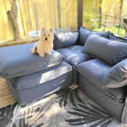 Sugar - West Highland White Terrier