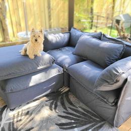 Sugar - West Highland White Terrier