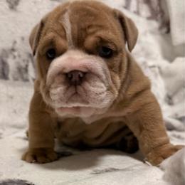 Hunter - Lilac tri-color male Bulldog puppy in Cumming, Georgia from Happy Place Kennels