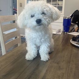 Charlie - Bolognese