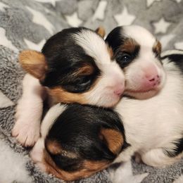 Biewer Terrier and Yorkshire Terrier Puppies from 1.StarDreamPups