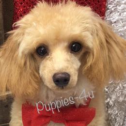 Red - Poodle