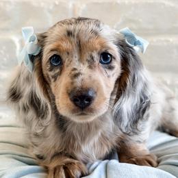 Birdie - Dapple female Dachshund puppy in Auburn, Alabama from Blue Bow Kennels