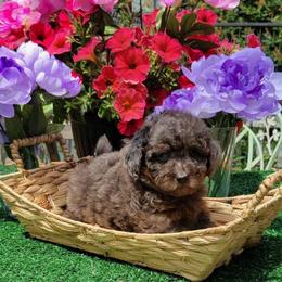 Iris - Blue Merle Color - Merle female Goldendoodle puppy in Beecher, Illinois from Erica’s Doodles