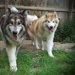 Tulok and Nova - Red and white male Alaskan Malamute puppy in Michigan from Warrior’s Legacy Alaskan Malamutes