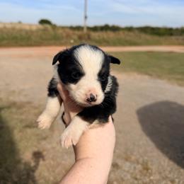 Girl 4 - Black tri-color female Australian Shepherd puppy in Cushing, Oklahoma from Little Pastures Australian Shepherds