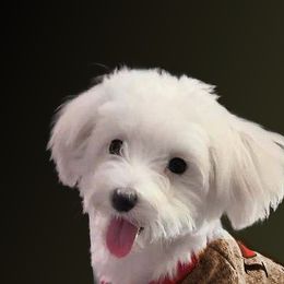 Havanese, Havapoos, Maltese, Maltipoos, and Poodles from Denise Clark