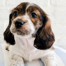 Faith - Piebald female Dachshund puppy in Auburn, Alabama from Blue Bow Kennels