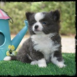 Skye - Blue and white male Chihuahua puppy in Demorest, Georgia from Sourpatch Chihuahuas