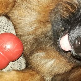 Qyra - German Shepherd