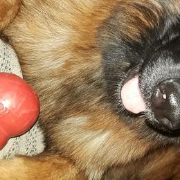 Qyra - German Shepherd