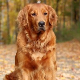 Paisley - Golden Retriever