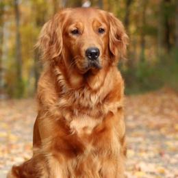 Paisley - Golden Retriever