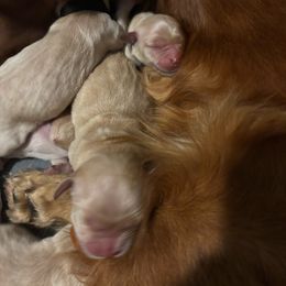 Dasher - Golden male Golden Retriever puppy in Peoria, Arizona from Westwing Retrievers