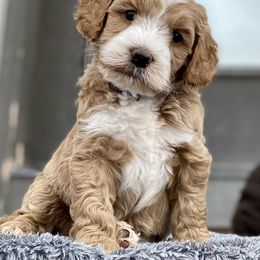 Australian Labradoodle Puppies from Starlight Ridge Australian Labradoodles