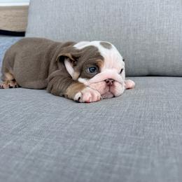 Harley Quinn - Lilac tri-color female Bulldog puppy in Lakeland, Florida from Bulldog Chronicles