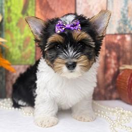 Bailey Girl 3800 - Black tan and white female Biewer Terrier puppy in Douglas, Georgia from South Georgia Yorkies and Biewers