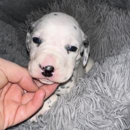 Frost - White and black male Dalmatian puppy in Travelers Rest, South Carolina from Cotton Top