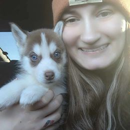 Siberian Husky Puppies from Feazell’s Siberian Huskies