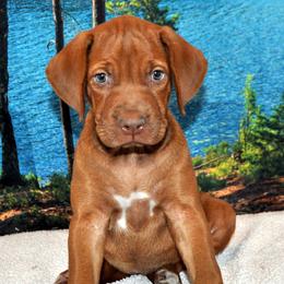 Liver girl - Wheaten female Rhodesian Ridgeback puppy in Bronson, Florida from Chioke Rhodesians