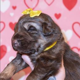 Sofia - Liver female German Shepherd puppy in Fort Jennings, Ohio from Von Holtzapple German shepherds