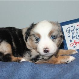 Justice - Blue merle female Miniature Australian Shepherd puppy in Kissee Mills, Missouri from Clinkenbeard Kennel