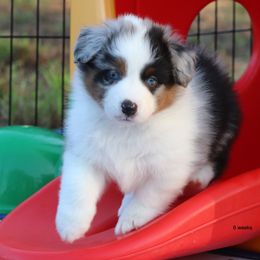 Miniature American Shepherd Puppies from Southern Star Miniature American Shepherds