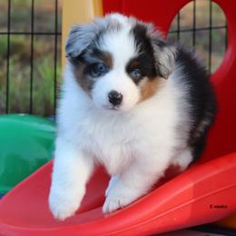 Miniature American Shepherd Puppies from Southern Star Miniature American Shepherds