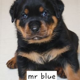 Boy 3 - Black and mahogany male Rottweiler puppy in Snohomish, Washington from Sky Valley Rottweilers