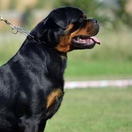 Harry - Rottweiler