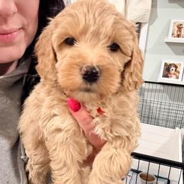 Pearl - Cream female Cockapoo puppy in Denver, Pennsylvania from Greenview Puppies