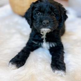 Luna - Black female Cockapoo puppy in Brownsboro, Texas from Fresh Mojo Farms&Paws