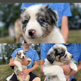 Australian Shepherd Puppies from Henderson Hill Australian Shepherds