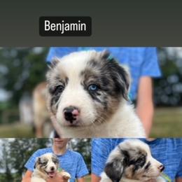 Australian Shepherd Puppies from Henderson Hill Australian Shepherds