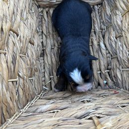 Max - Black rust and white male Bernese Mountain Dog puppy in Falls Mills, Virginia from Buck’s Bernese