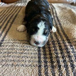 Thor - Tri-color male Bernedoodle puppy in Arabi, Georgia from Huckadoodle Farm