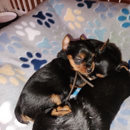 Yorkshire Terrier Puppies from Little Yorkie World Texas