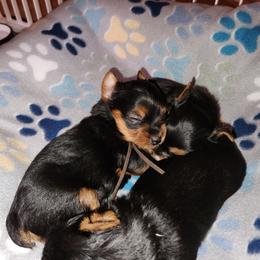 Yorkshire Terrier Puppies from Little Yorkie World Texas
