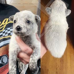 Australian Cattle Dog Puppies from Twisted C Heelers